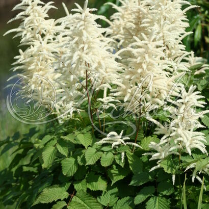 Волжанка двудомная (Aruncus dioicus)