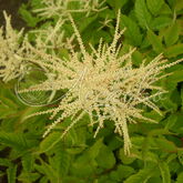 Волжанка двудомная (Aruncus dioicus) купить в ТД Гридино